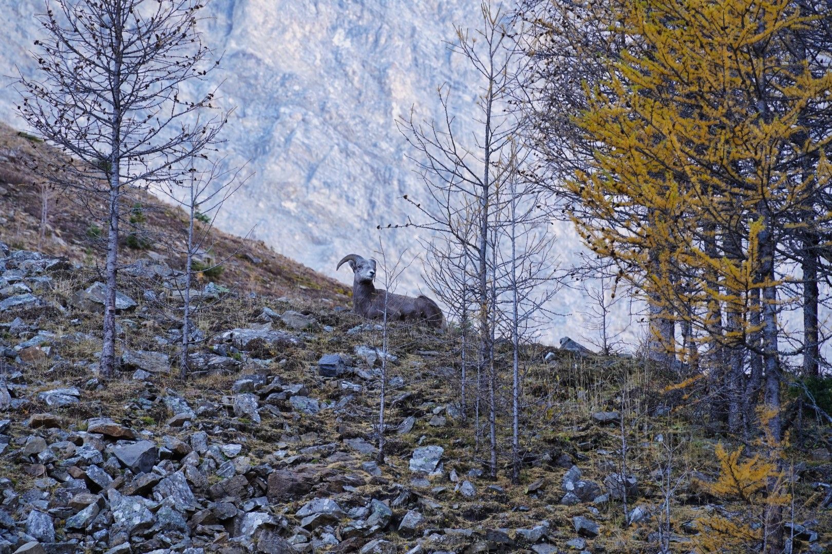 PocaterraRidge_6
