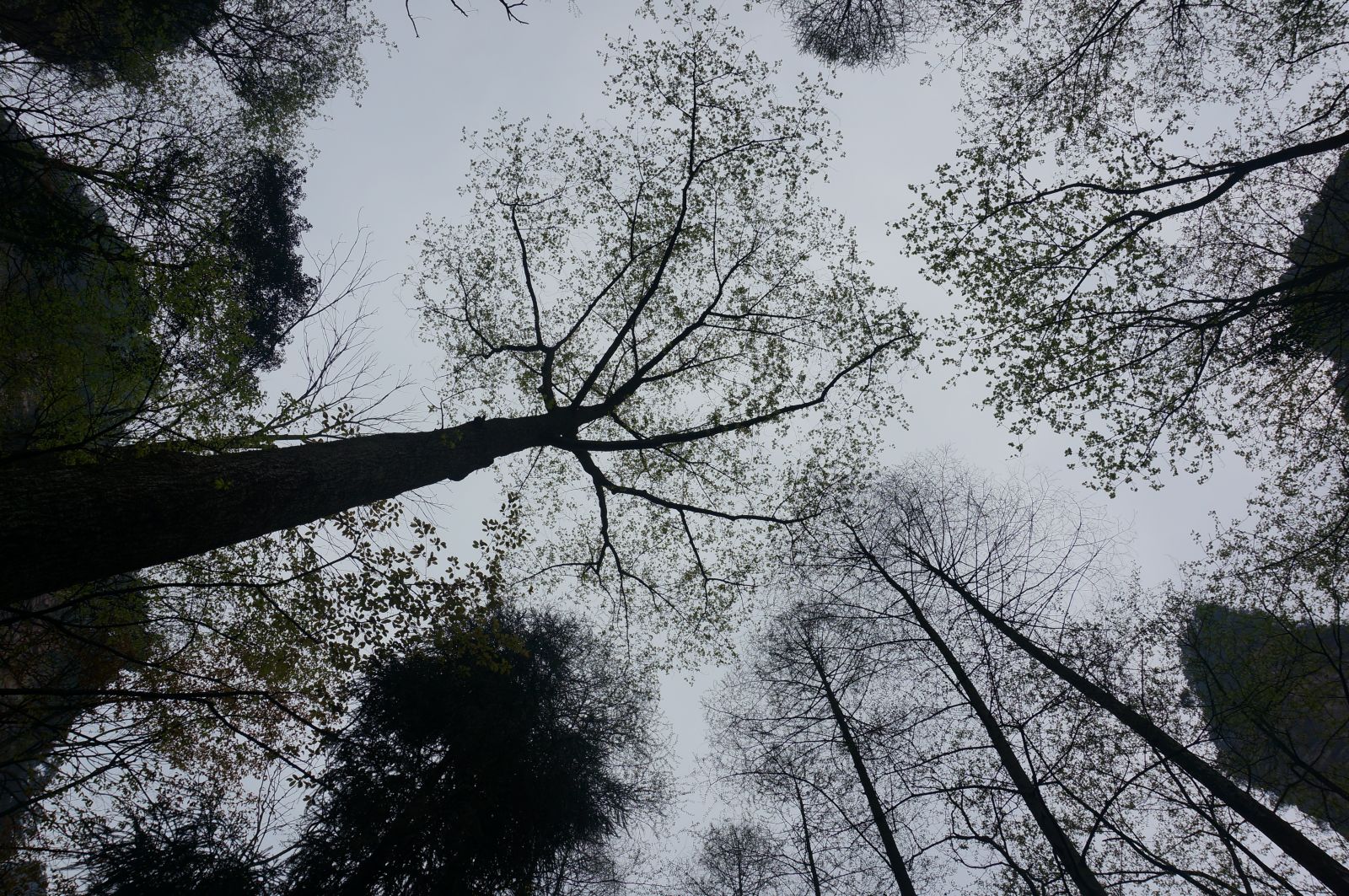 Zhangjiajie2